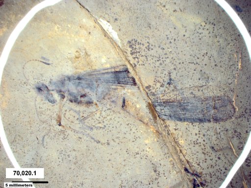Acrididae