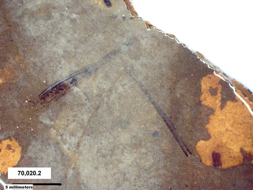 Genus sp