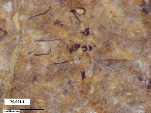 Braconidae