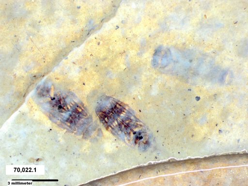 Corixidae