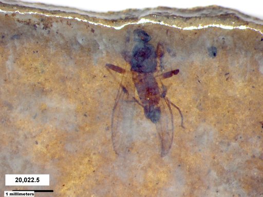 Diptera