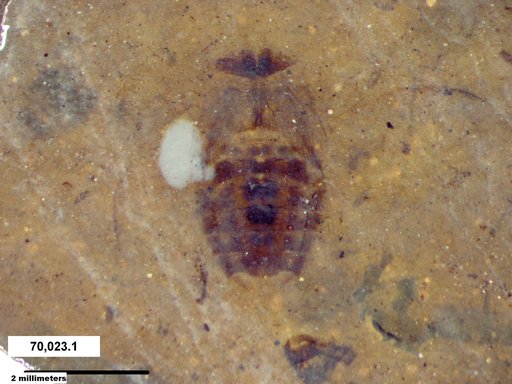 Corixidae