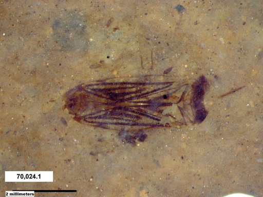 Corixidae