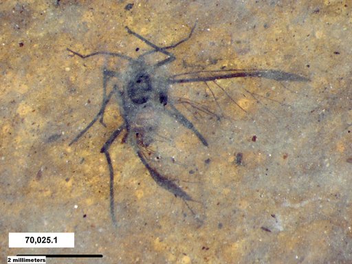 Aphididae
