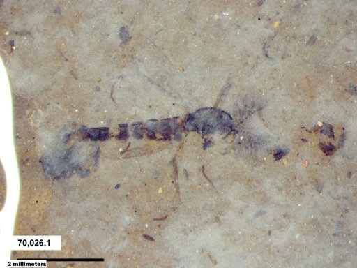 Genus sp