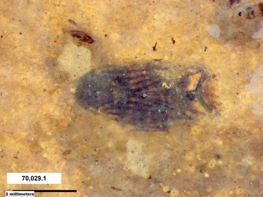 Corixidae