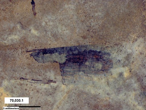 Genus sp
