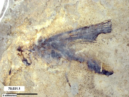 Genus sp