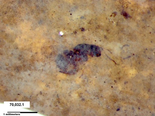 Genus sp