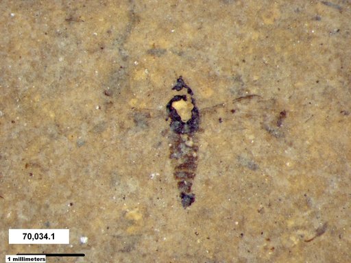 Diptera