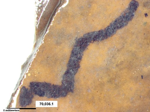 Genus sp