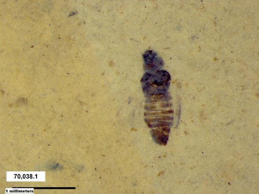 Genus sp