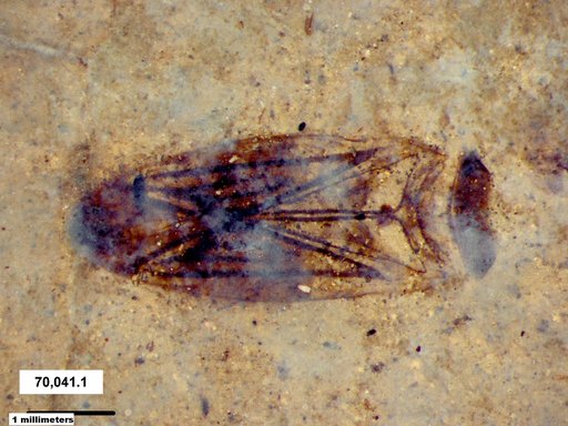 Corixidae