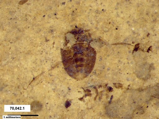 Corixidae