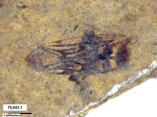 Corixidae