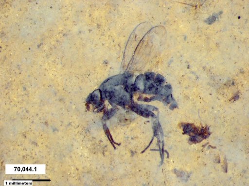 Diptera