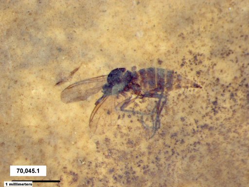 Sciaridae