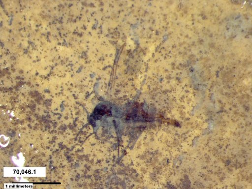 Sciaridae