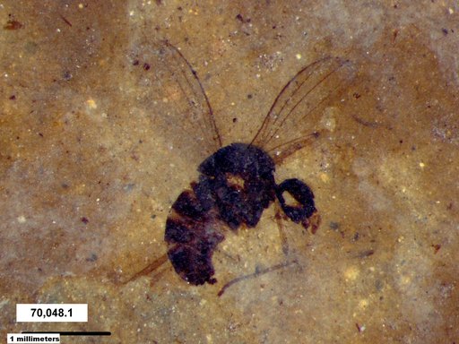 Diptera