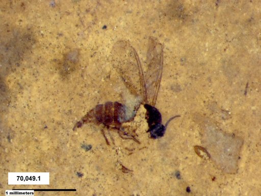 Sciaridae