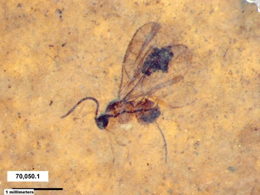 Braconidae