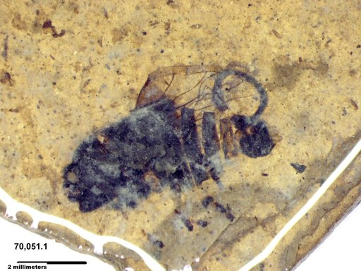 Genus sp