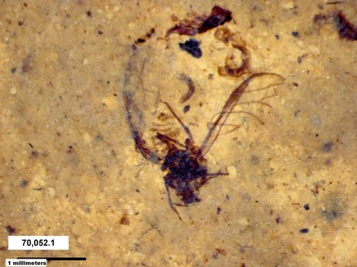 Aphididae