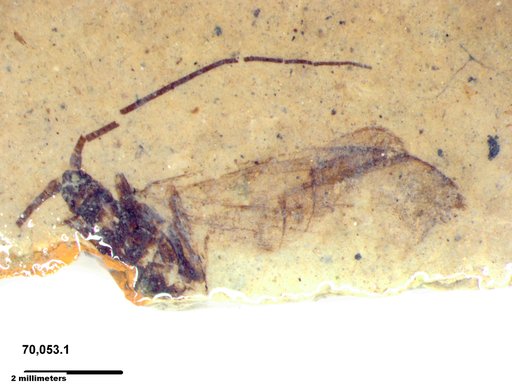 Genus sp