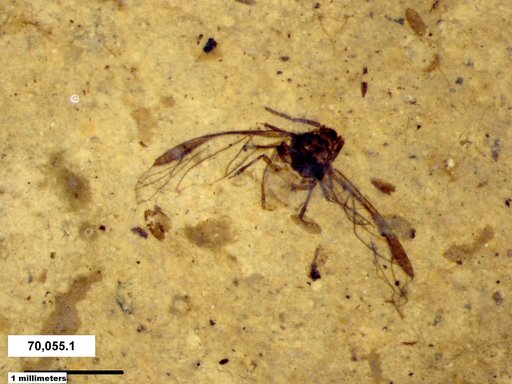 Aphididae