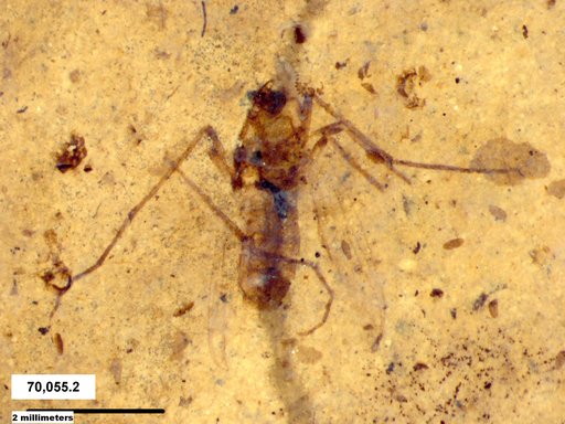 Diptera