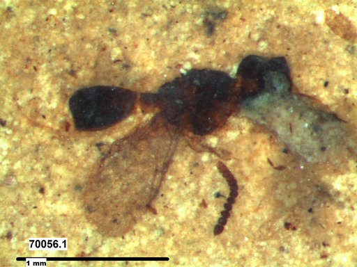 Diapriidae