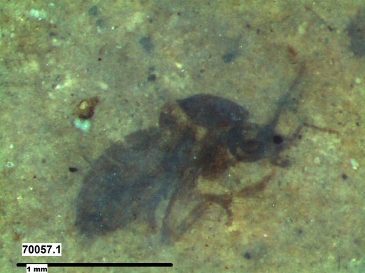 Diptera