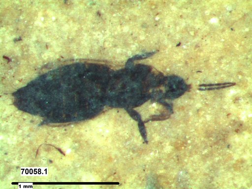 Genus sp
