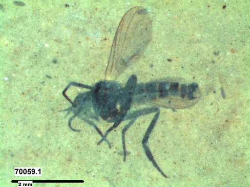 Diptera