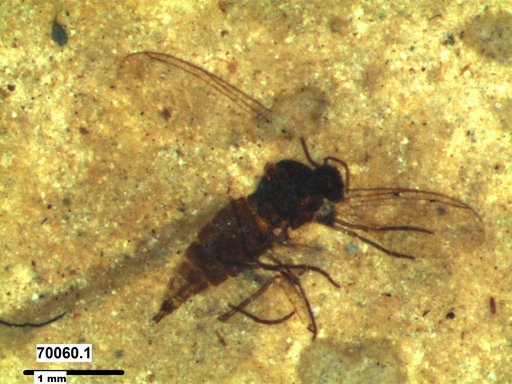 Sciaridae