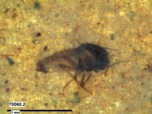 Diptera
