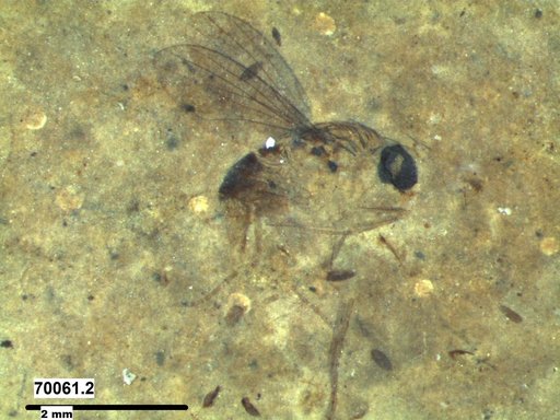 Genus sp.