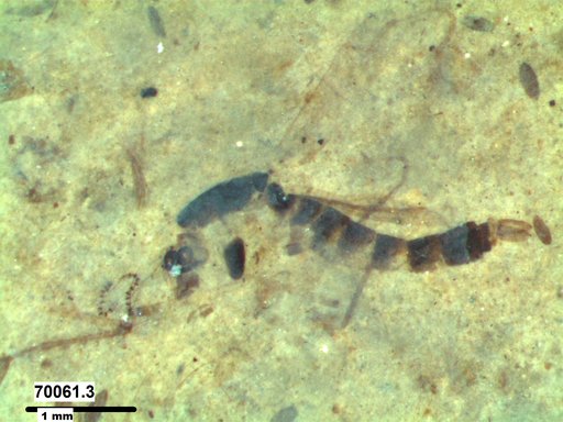 Chaoboridae