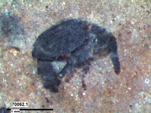 Genus sp