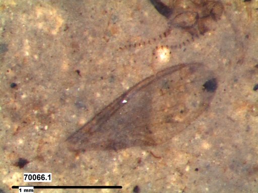 Diptera