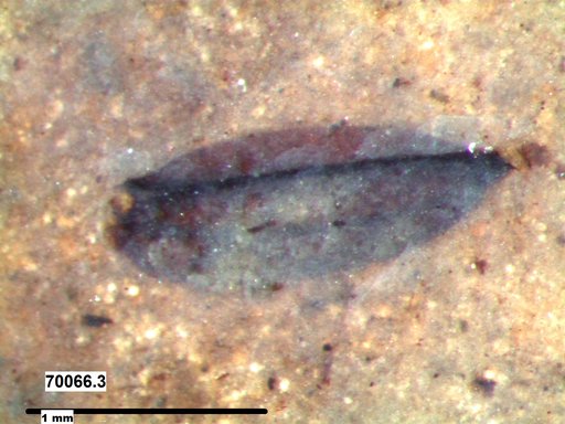 Tracheophyta