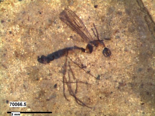 Diptera