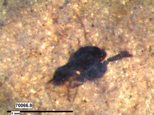 Genus sp