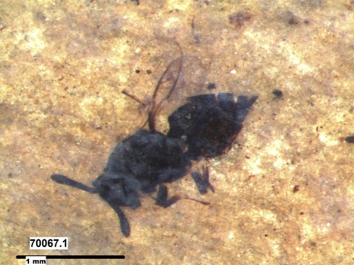 Genus sp