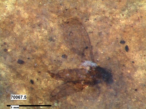 Diptera