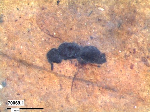 Genus sp