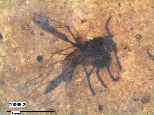 Aphididae