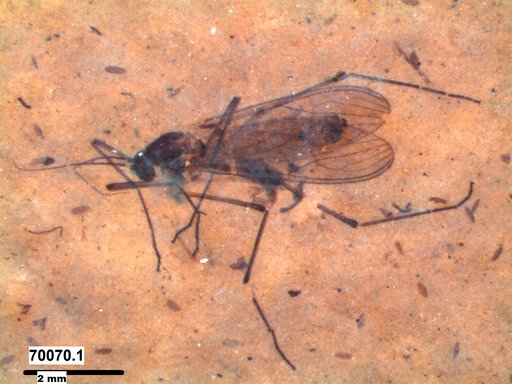 Dixidae