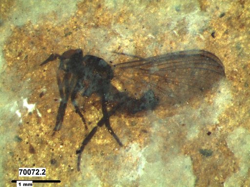 Diptera