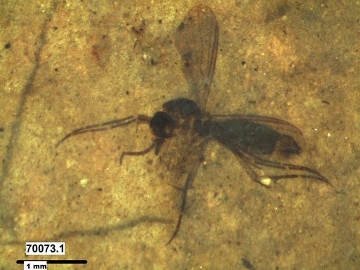 Diptera